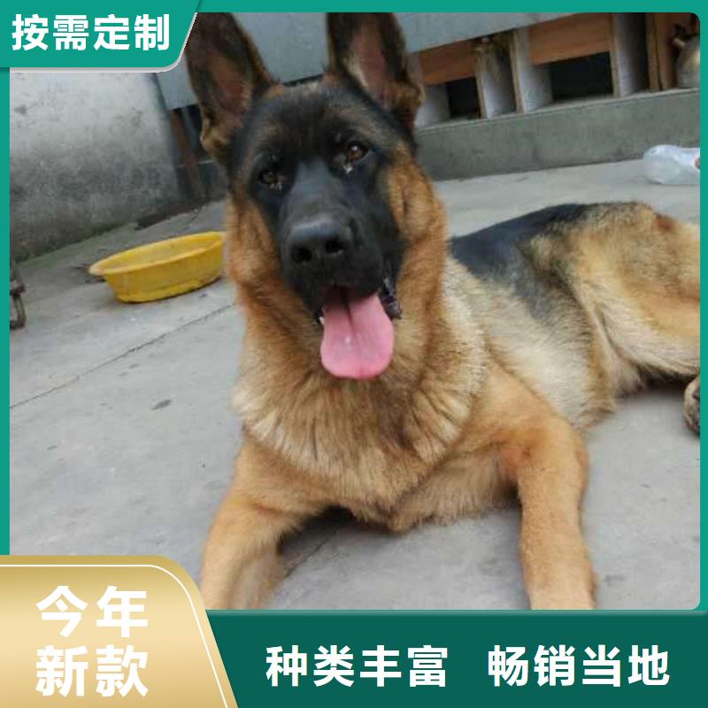 德国牧羊犬_马犬免费安装