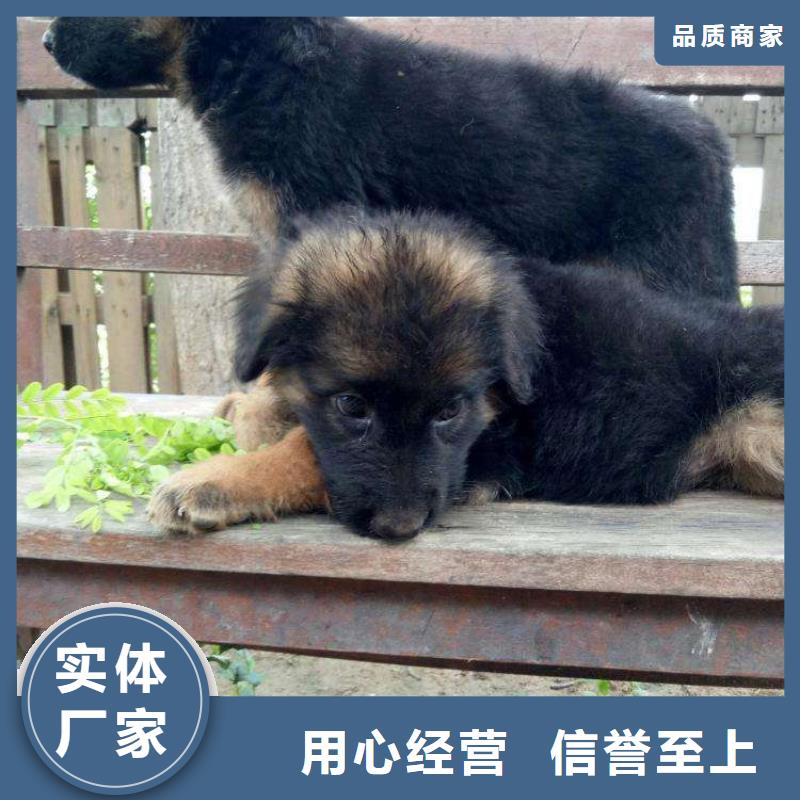 德国牧羊犬_马犬免费安装