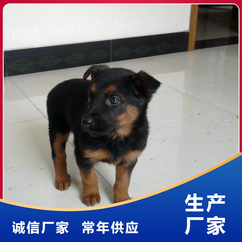 德国牧羊犬【马犬】值得买