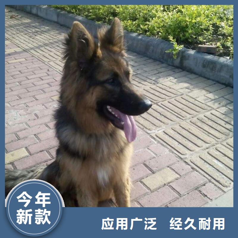 德国牧羊犬_杜高犬详细参数